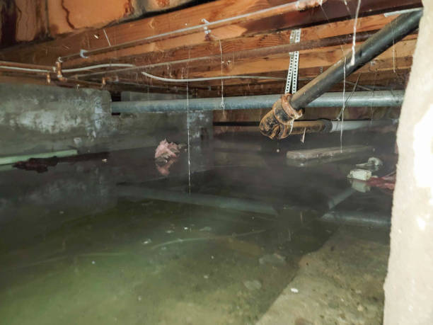 Best Water damage contractors near me  in Laureles, TX
